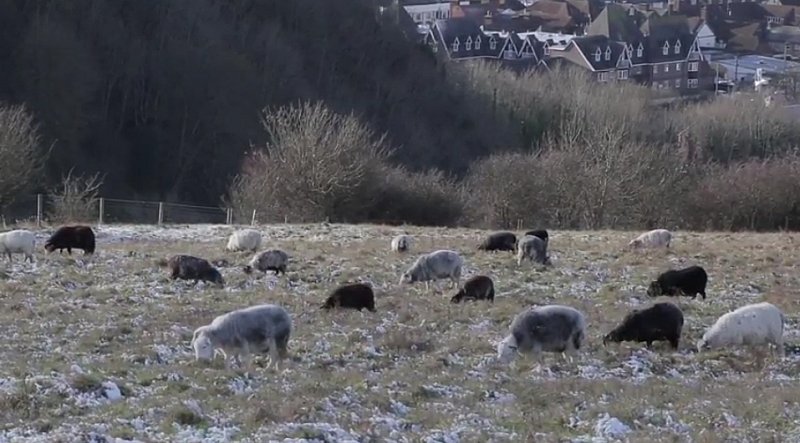 VIDEO: Dog attacks on Sussex Wildlife Trust nature reserve